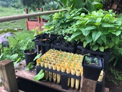 Catulpa seedlings